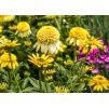 Echinacea Lemon Drop 1