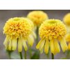 Echinacea Lemon Drop