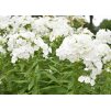 phlox paniculata David 1