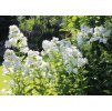 phlox paniculata David