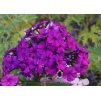 phlox paniculata Dusterhole 1