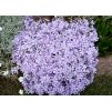 phlox subulata Benita 1