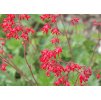 Heuchera RUBY BELLS kvet