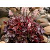 Heuchera Ruby Tuesday 1