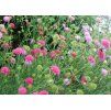Chrastavec macedónsky (Knautia macedonica) ´MELTON PASTELS´