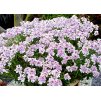Iberis sempervirens Pink Ice 2