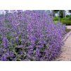 Šanta kočičí (Nepeta faassenii) ´WALKER´S LOW´