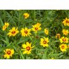 Coreopsis Heliot