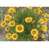 Coreopsis grandiflora Heliot
