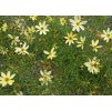 Coreopsis verticillata Moonbeam 2