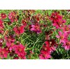 Coreopsis verticillata Ruby Red