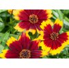 Coreopsis verticillata Yellow Bicolor 1