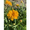 Coreopsis grandiflora (2)