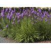 Šuškarda klasnatá (Liatris spicata) ´KOBOLD´