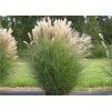 Ozdobnice čínská (Miscanthus sinensis) ´KLEINE SILBERSPINNE´