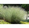 Ozdobnice čínská (Miscanthus sinensis) ´MORNING LIGHT´