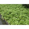 pachysandra terminalis1