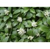 pachysandra terminalis