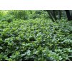Pachysandra terminalis
