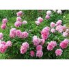 Paeonia Alexander Fleming 2