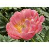 Pivoňka bylinná (PAEONIA) ´CORAL SUNSET´