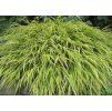 Rákosník japonský (Hakonechloa macra) ´Aureola´