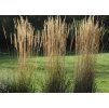 Třtina ostrokvětá (Calamagrostis x acutiflora)´KARL FOERSTER´