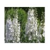 Delphinium Galahad 1