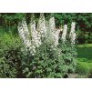 Delphinium Galahad