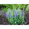 Veronica spicata Ulster Blue Dwarf 1
