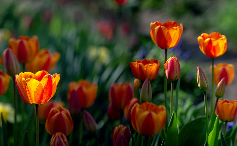 Základné kroky pri sadení tulipánov