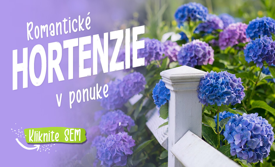 Hortenzie Motyčkovo