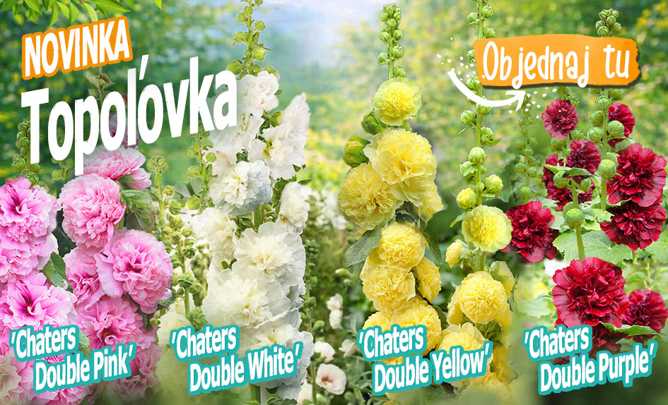 Novinky v Motyčkove