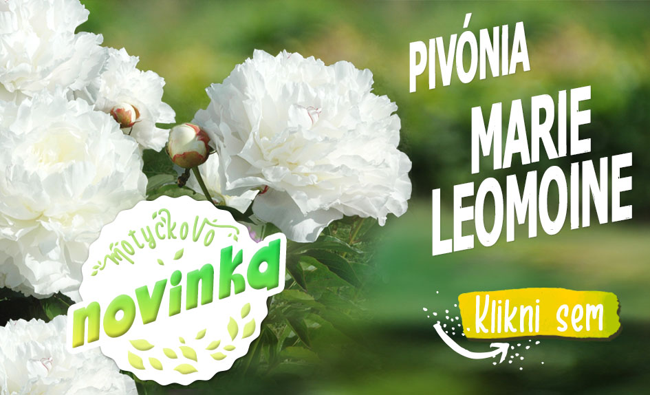 Novinka Pivonia Marie Lemoine