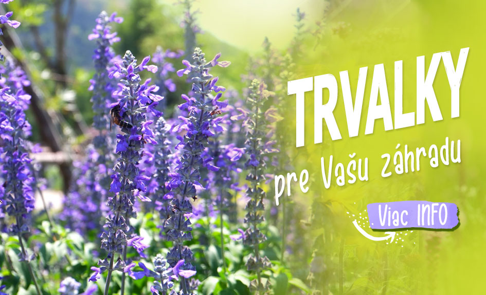 Trvalky