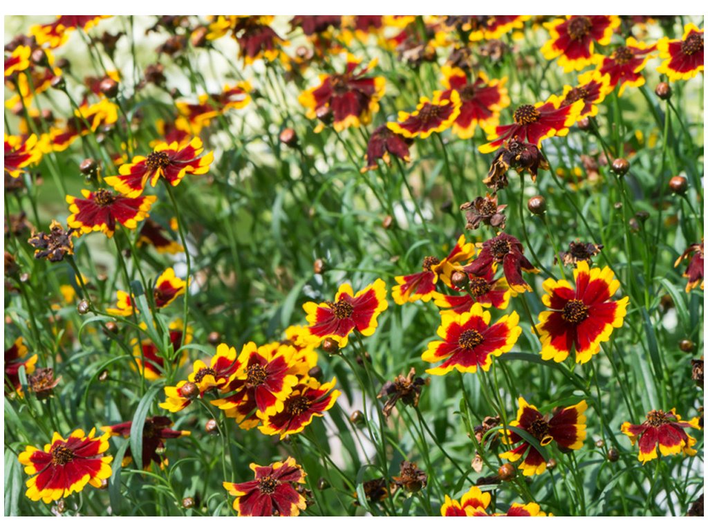 Coreopsis verticillata Yellow Bicolor