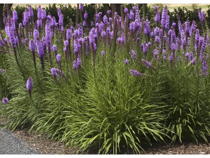 Liatris spicata Kobold