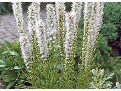 Liatris Floristan Weiss upr
