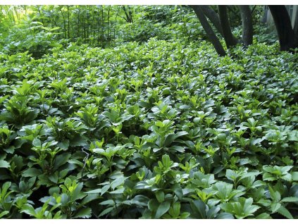 Pachysandra terminalis