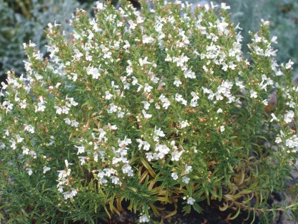 Satureja montana Satureja montana 12507 1
