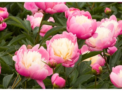 Paeonia Bowl of Beauty1 upr