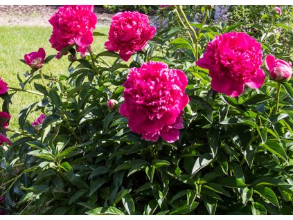 Paeonia Felix Crousse