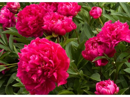 Paeonia Karl Rosenfield upr