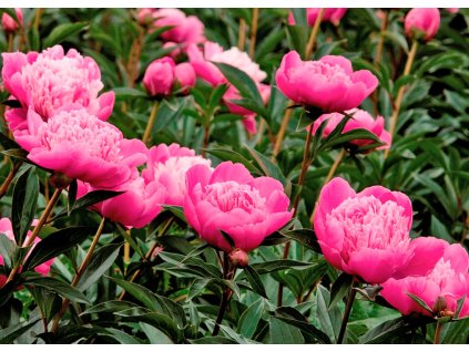 Paeony Madame Emile Debatene1
