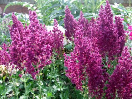 Salvia nemorosa Schwellenburg