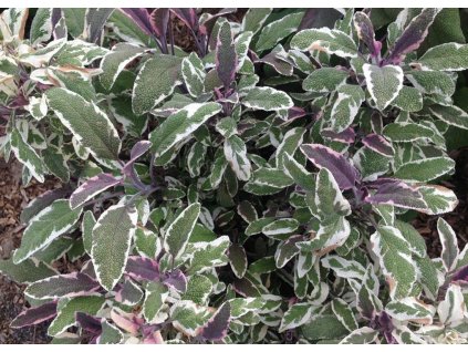 Salvia offininalis Tricolor