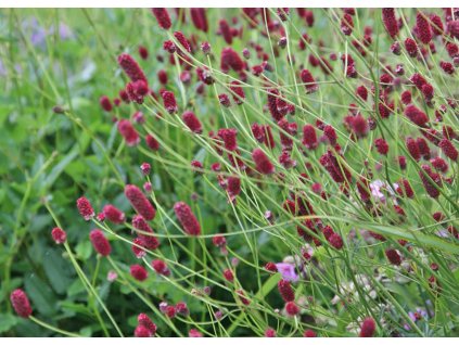 Sanguisorba Red Thunder