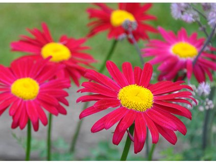 Tanacetum coccineum Robinsons Red1