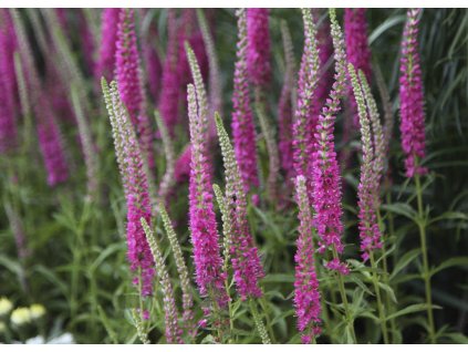Veronica spicata Rotfuchs