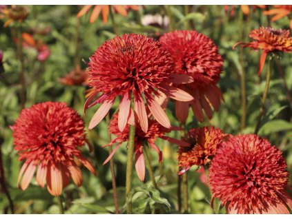 Echinacea Irresistible